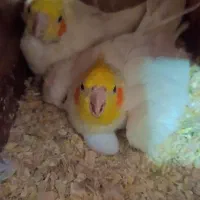 عروس هلندی لوتینو مولد با تخم|پرنده|مشهد, قائم|دیوار