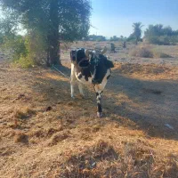 فروش فوری|حیوانات مزرعه|توکهور, |دیوار