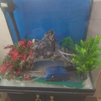 اکواریوم شرکتی|ماهی|سبزوار, هویزه|دیوار