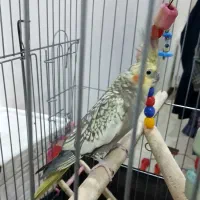 عروس هلندی جفت سخنگو|پرنده|کرج, باغستان|دیوار