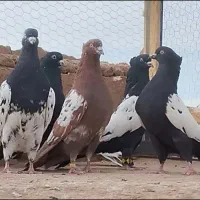 سینه ایی .طوقی .اصفهانی و دوکت