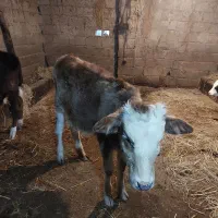 گاو و لیشه دورگ جوان|حیوانات مزرعه|سنگر, |دیوار