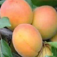 فروش نهال میوه با کیفیت با قیمت اقتصادی