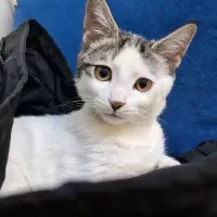 گربه ماده ۵ ماهه|گربه|پردیس, فاز ۳|دیوار