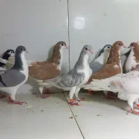 دسته ۱۸تایی ساده پرشی