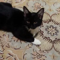 واگذاری گربه|گربه|قم, نخودی|دیوار