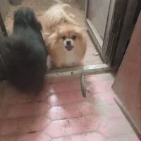 سگ پامر واگذاری|سگ|مشهد, امام خمینی|دیوار