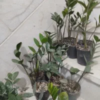 فروش زاموفیلیا