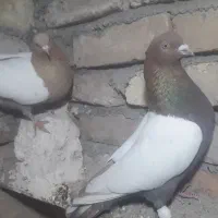 کفتر شامی ،سینه سیاه، ساده،|پرنده|جلیل آباد, |دیوار