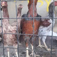 تعدادی مرغ وخر وس لاری اصل وجوان|حیوانات مزرعه|مشهد, یوسفیه (شهرک غرب)|دیوار