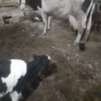 گاو|حیوانات مزرعه|آران و بیدگل, |دیوار