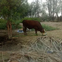 گوساله نر سیمینال