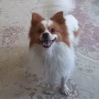 سگ نر بسیار زیبا آماده جفت گیری اول توضیحات