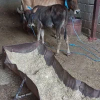 گاو گوساله نر آبستن