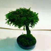 درختچه دکوری