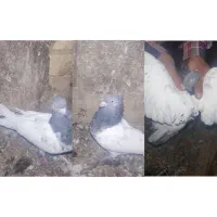 کبوتر
