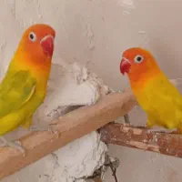 مرغ عشق ماده . طوطی برزیلی . قناری|پرنده|بومهن, |دیوار