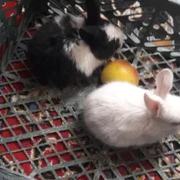 کبوتر و خرگوش|پرنده|بروجن, |دیوار