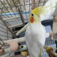 عروس هلندی