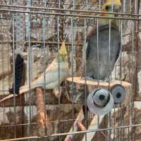 عروس هلندی جفت