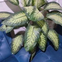 گل دیفن باخیا زیبا سر حال دو متر قد دارد|گل و گیاه طبیعی|قم, امامزاده ابراهیم|دیوار