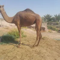 شتر