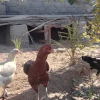 مرغ محلی|حیوانات مزرعه|میناب, |دیوار