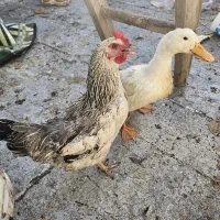 مرغ خروس و اردک فروشی یکجا