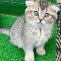 اسکاتیش بلک گلد و بلو گلد|گربه|شاهرود, |دیوار