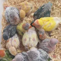کوتوله وگرینچیک سرلاکی