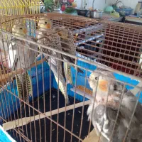 ۳عددعروس‌هلندی‌دانه‌خوراماده‌دستی‌شدن