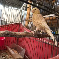 قناری ماده نژاد فائو پس کوزه