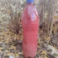 رب گوجه خانگی