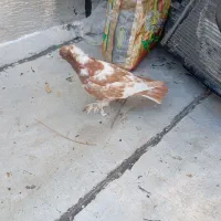 دوعدد چیتی نر|پرنده|اردبیل, |دیوار