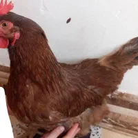 مرغ و خروس