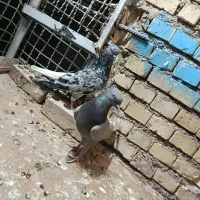 جفت دم سفید کوهی