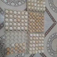 تخم مرغ محلی ۱۳