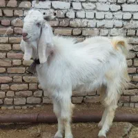 نر بز