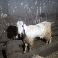 بز نر پاکستانی