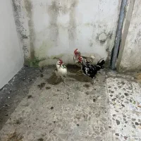 خروس گلین|پرنده|نوشهر, |دیوار