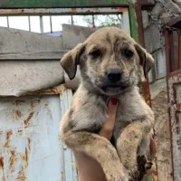 توله خراسانی