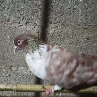 کفتر نر پرشی|پرنده|گوراب زرمیخ, |دیوار