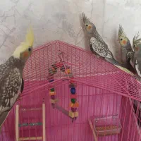 جوجه عروس|پرنده|سبزوار, امیر کبیر|دیوار