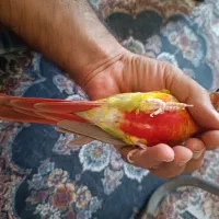 گرینچیک اکستریم رد آناناسی|پرنده|شیراز, دکتر حسابی|دیوار