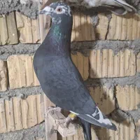 کفتر شهری گمشده