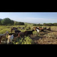 15راس بز زایده|حیوانات مزرعه|کرمانشاه, |دیوار
