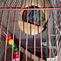 عروس.کوتوله.فنچ