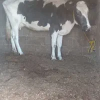 گاو هلشتیان