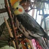 یک عروس هلندی سینامون ودوعروس هلندی گل باقالی