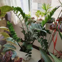 گل طبیعی زیبا|گل و گیاه طبیعی|شیراز, شاه قلی بیگی|دیوار